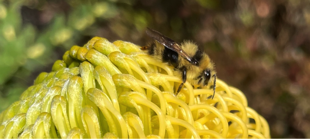 Honeybee on Proteus Blossom, Petaluma, Ca.