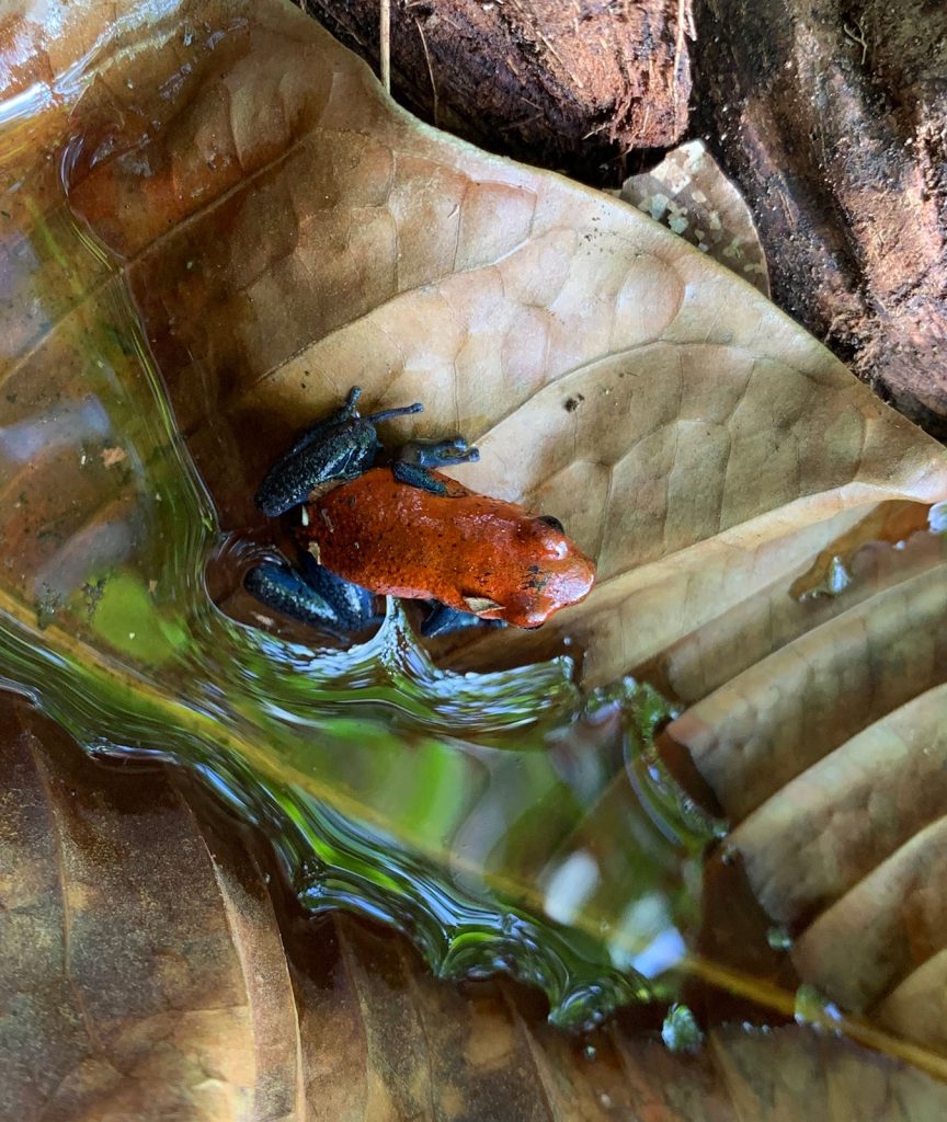Red & Blue Poison Dart Frog, Costa RIca