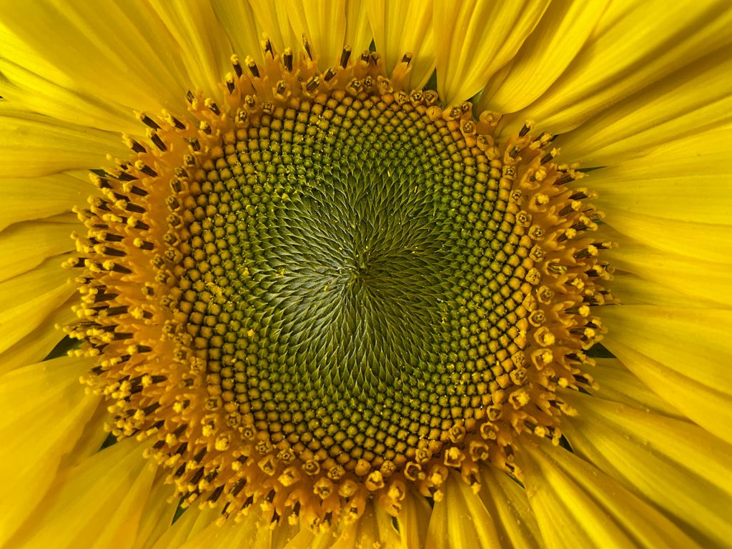 Sunflower, Petaluma, Ca.