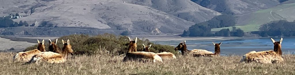 Tule Elk Herd, Tomales Point Trail, Pt. Reyes National Seashore, Ca.